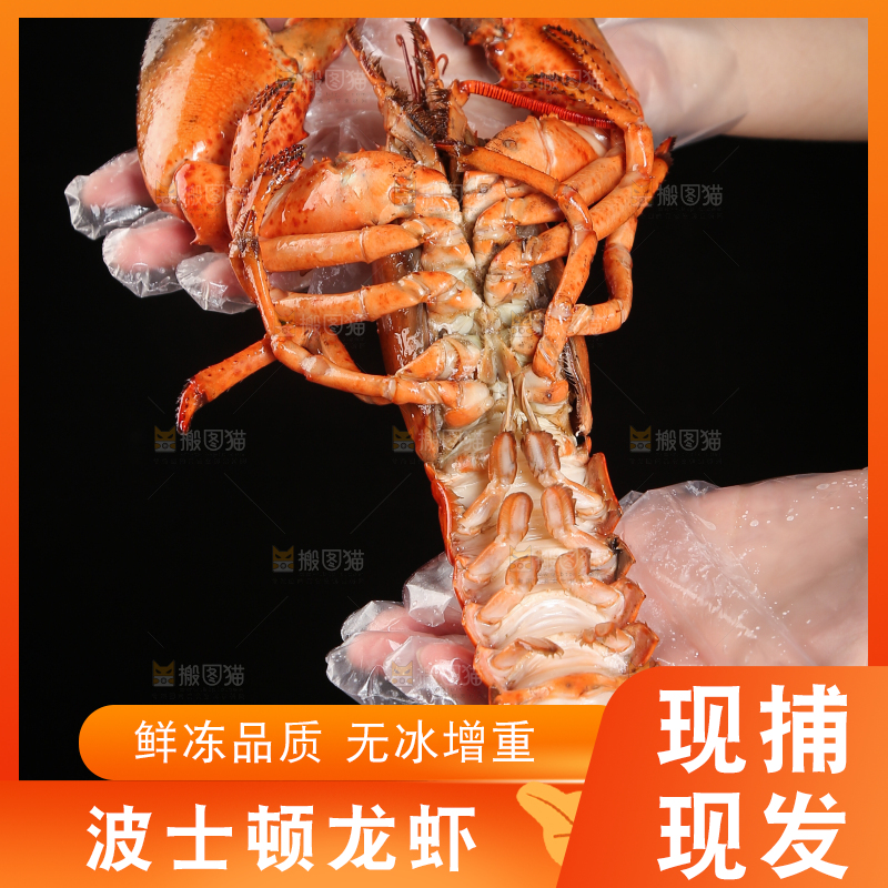 手上捧着波士顿大龙虾