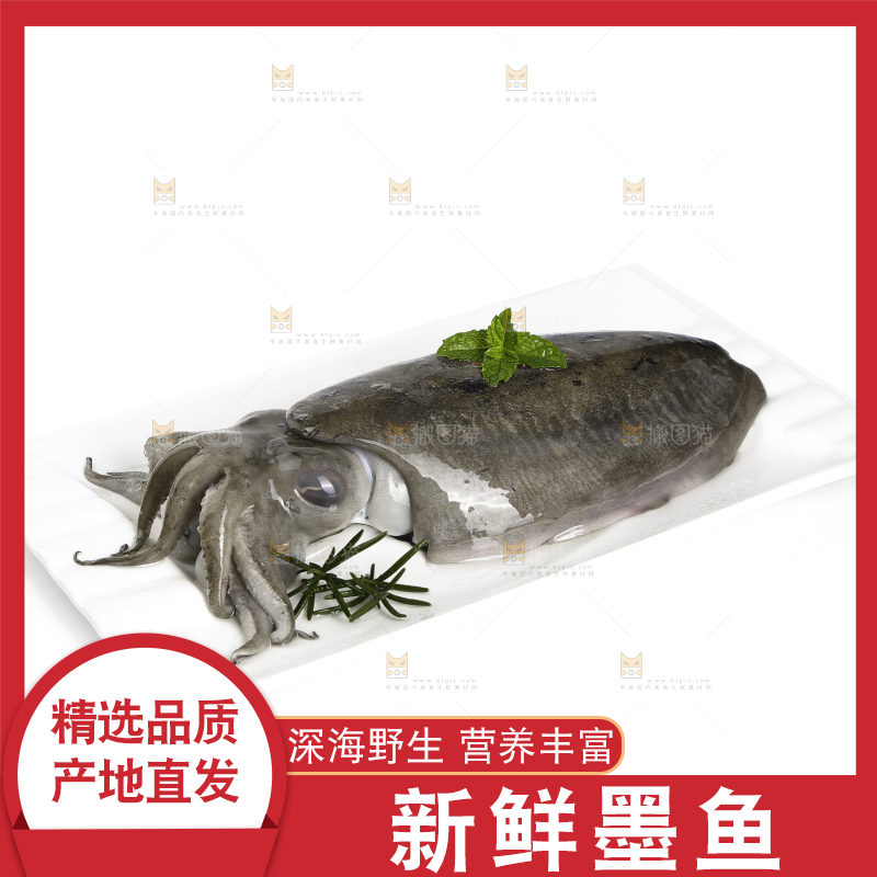 白底上放着墨鱼