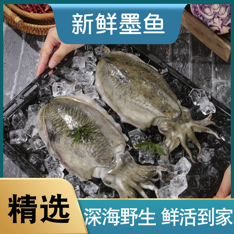 手上捧着的澳洲龙虾