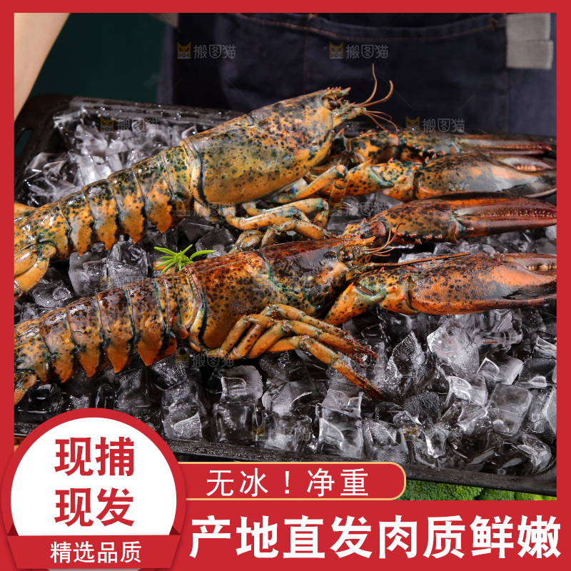 手上捧着的澳洲龙虾