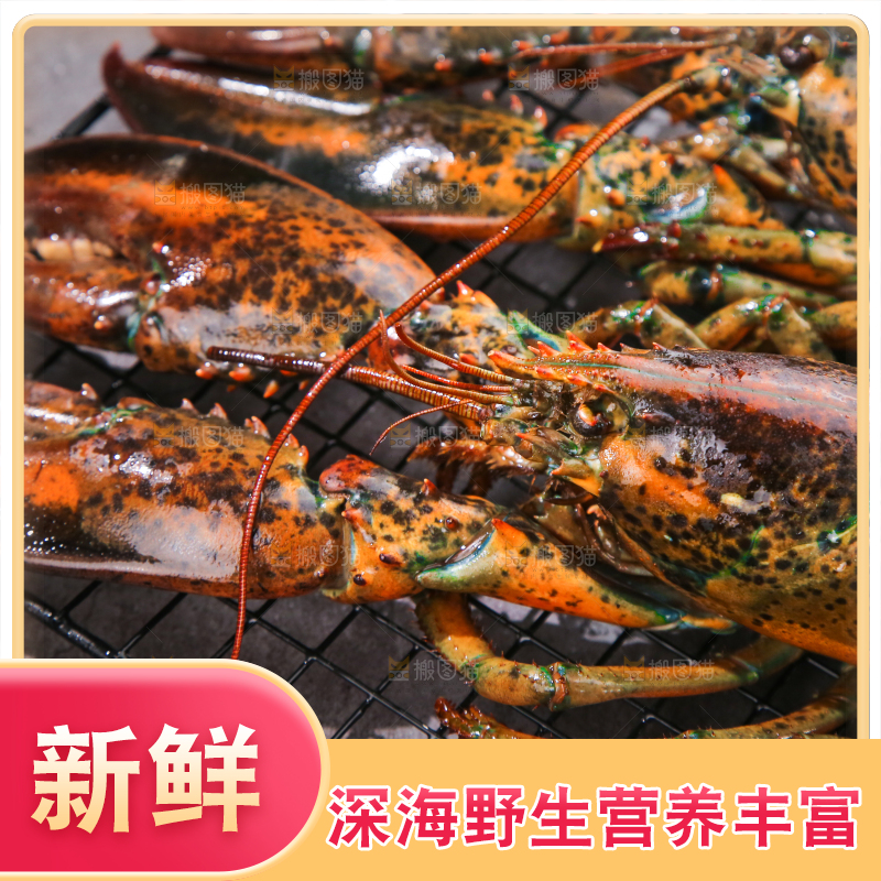 深底上放着澳洲大龙虾