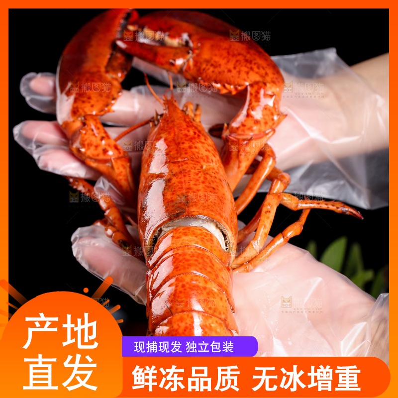 手上捧着波士顿大龙虾