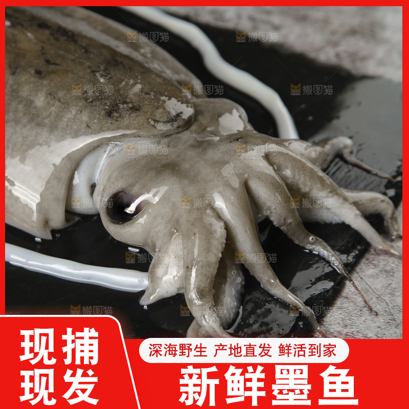 黑板上放着墨鱼