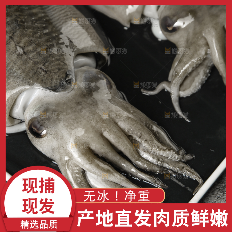 深底上放着墨鱼