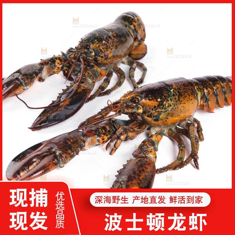 白底上放着波士顿大龙虾