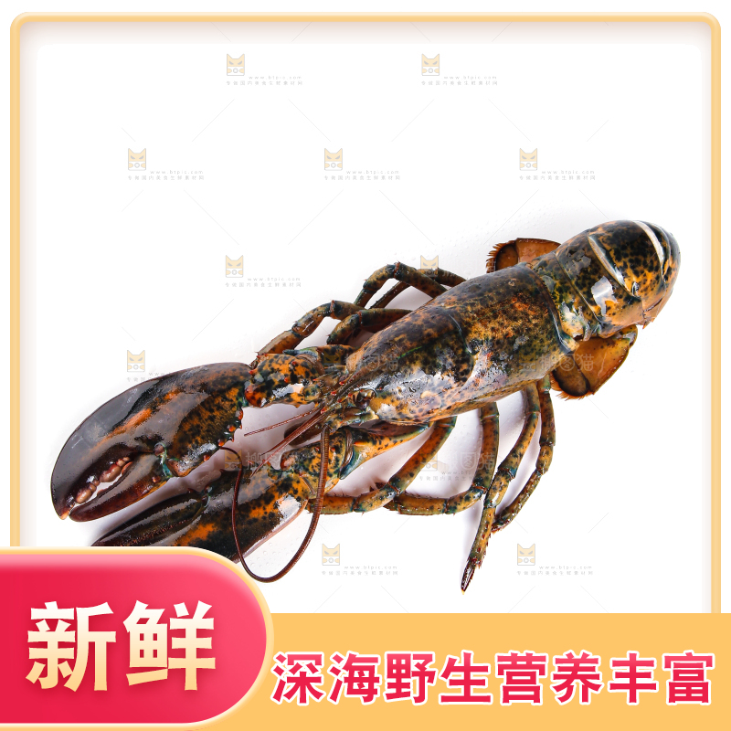 白底上放着波士顿大龙虾