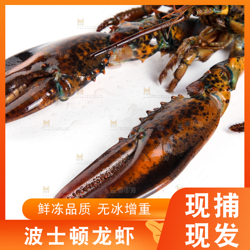 白底上放着波士顿大龙虾