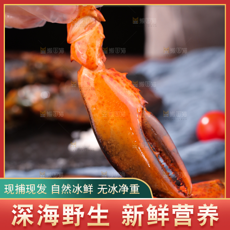 手上拿着澳洲龙虾