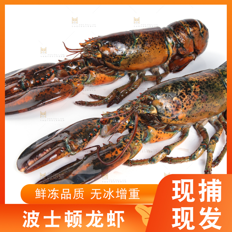 白底上放着波士顿大龙虾