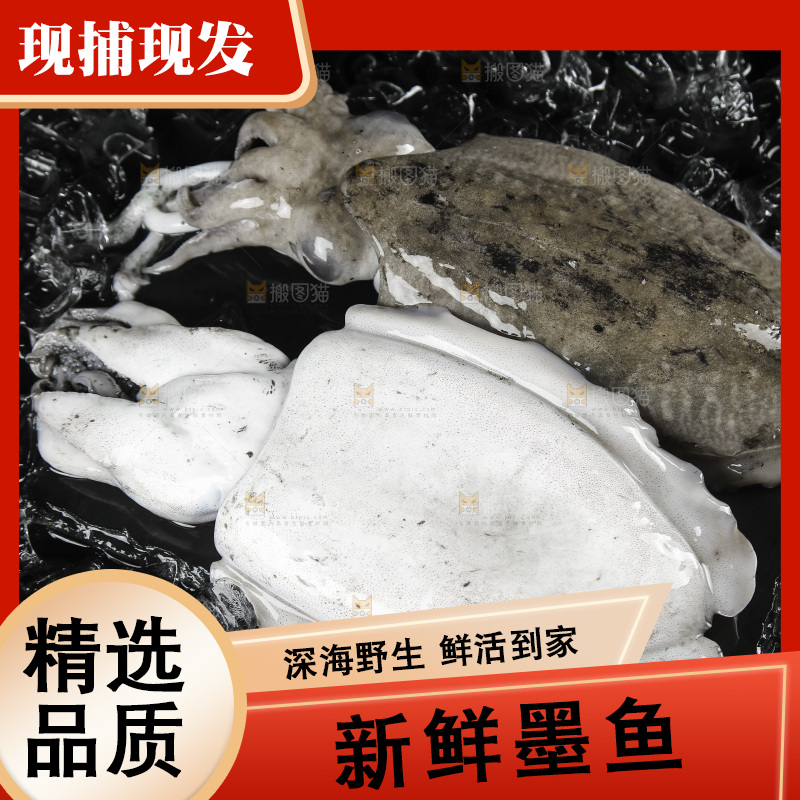 黑底上放着墨鱼