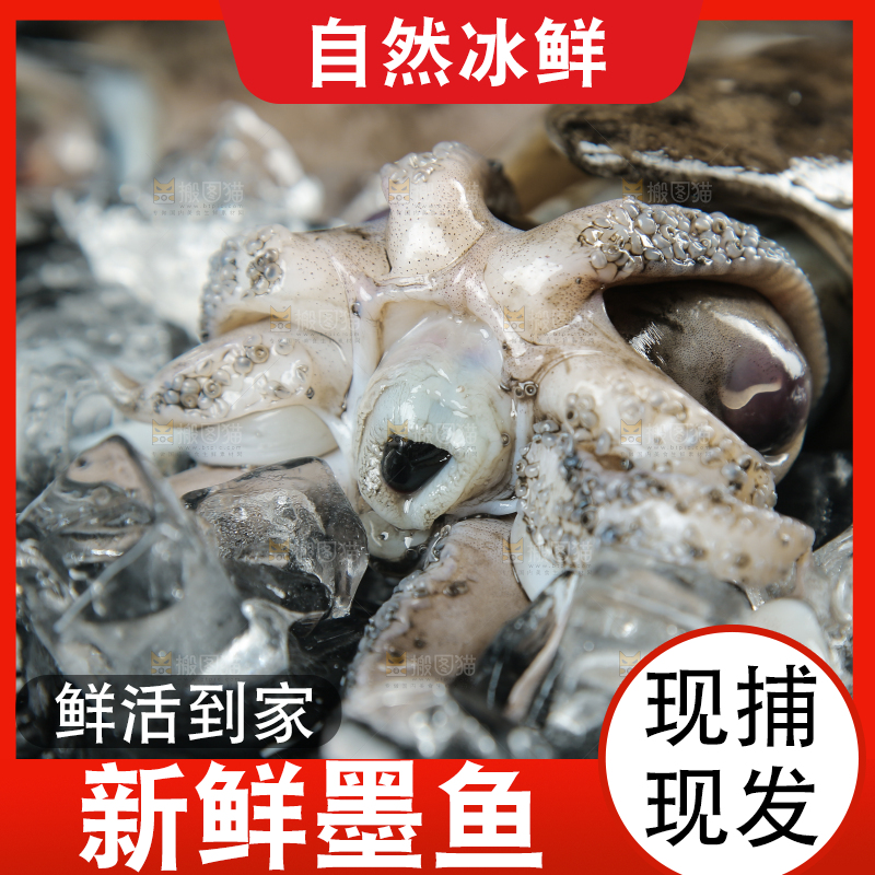 黑底上放着墨鱼