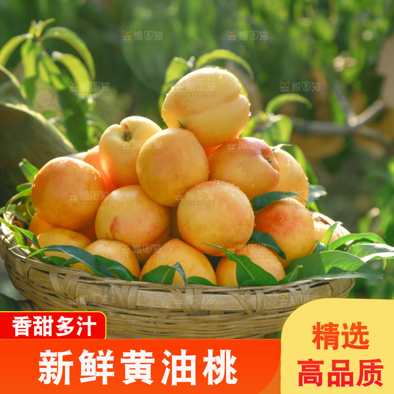 农民手上端着一筐黄油桃