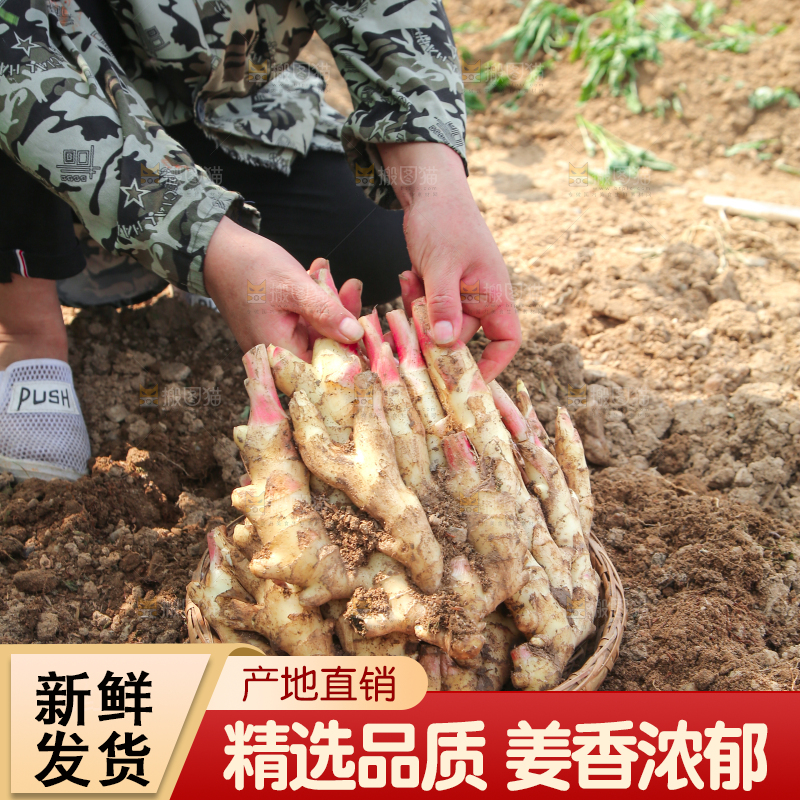 土地上放着一篮红芽嫩姜