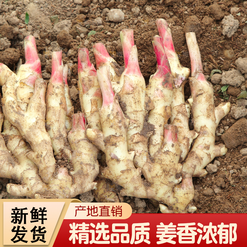 土地里种着的红芽嫩姜