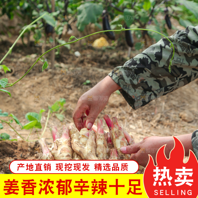 手上拿着的红芽嫩姜