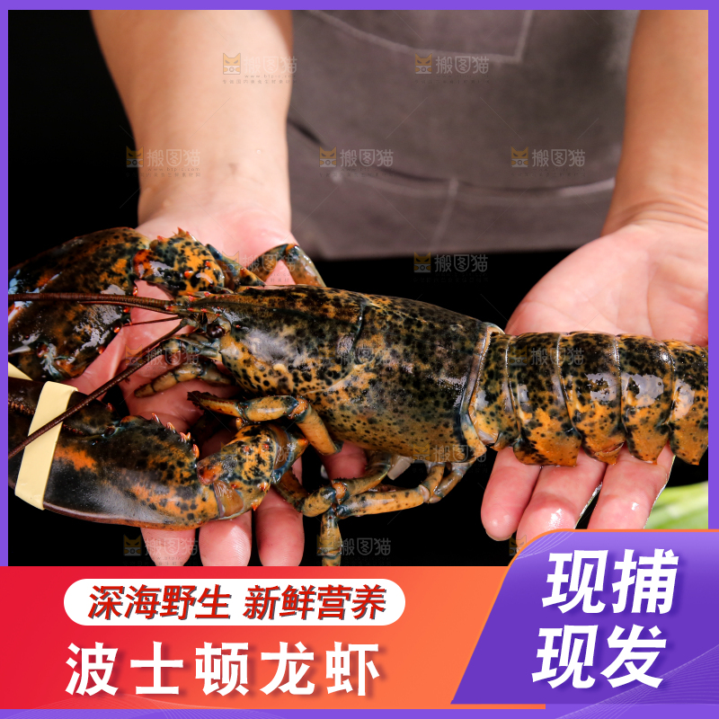 手上捧着澳洲龙虾