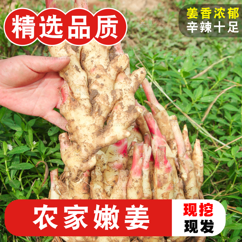 手上拿着嫩姜