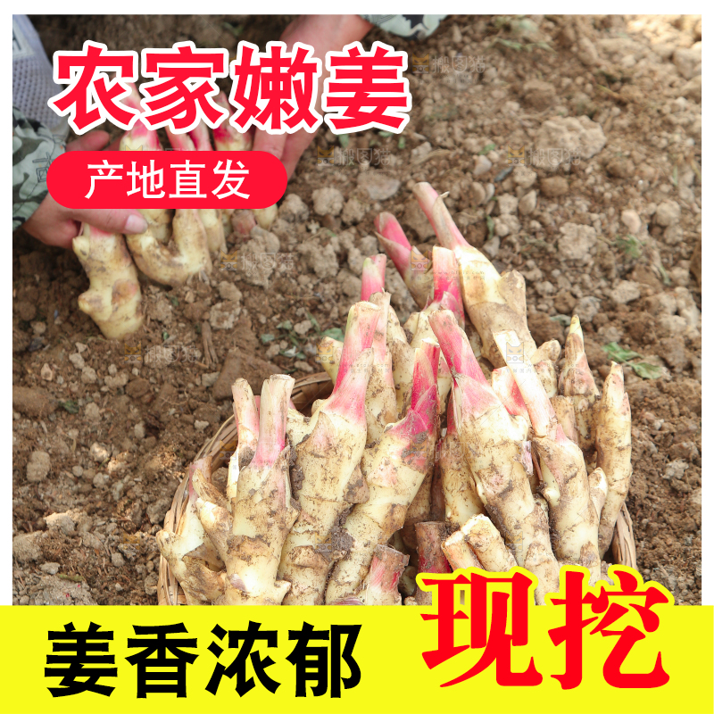 土地上放着一篮红芽嫩姜