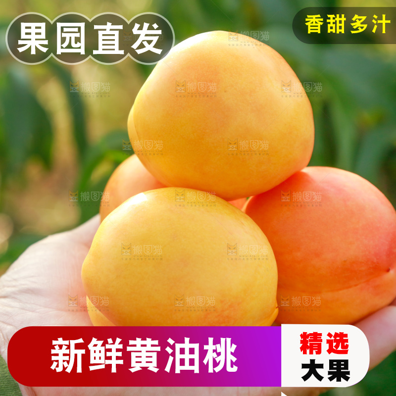 手上放着黄油桃
