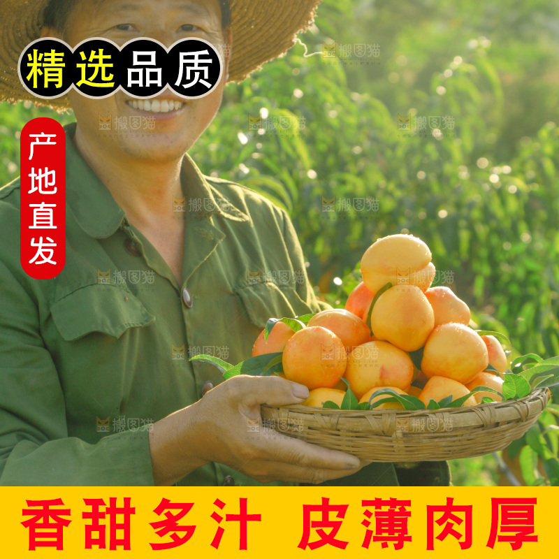 农民手上端着一筐黄油桃