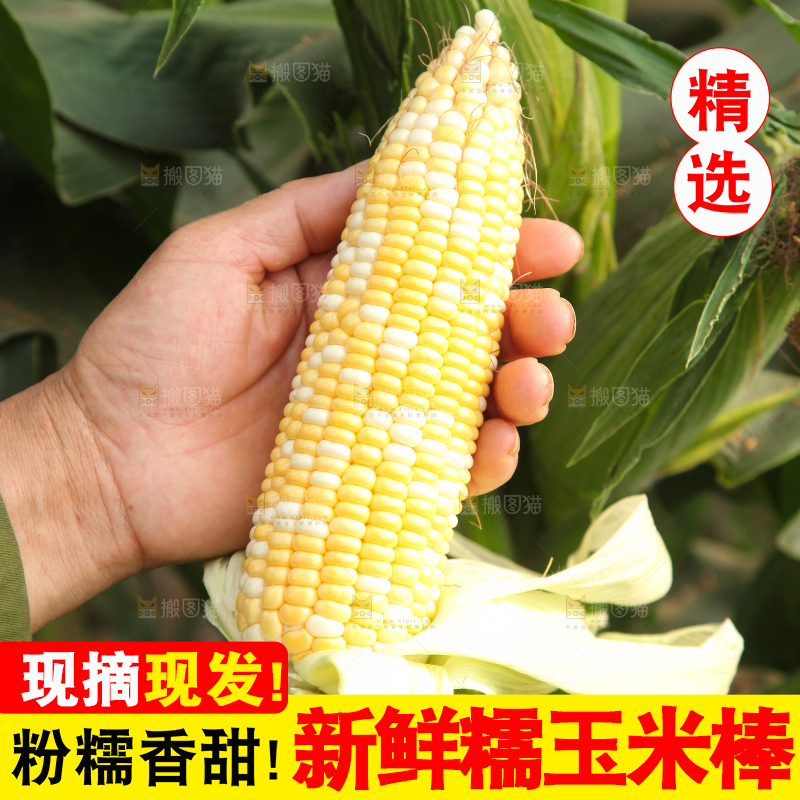 手上拿着水果玉米