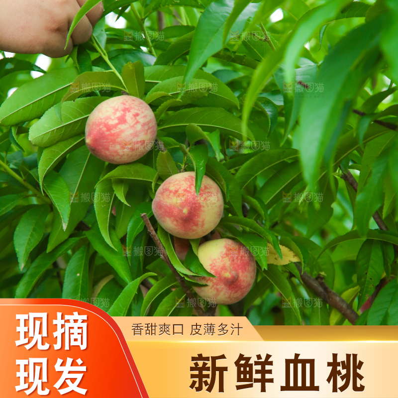 树上结的胭脂红