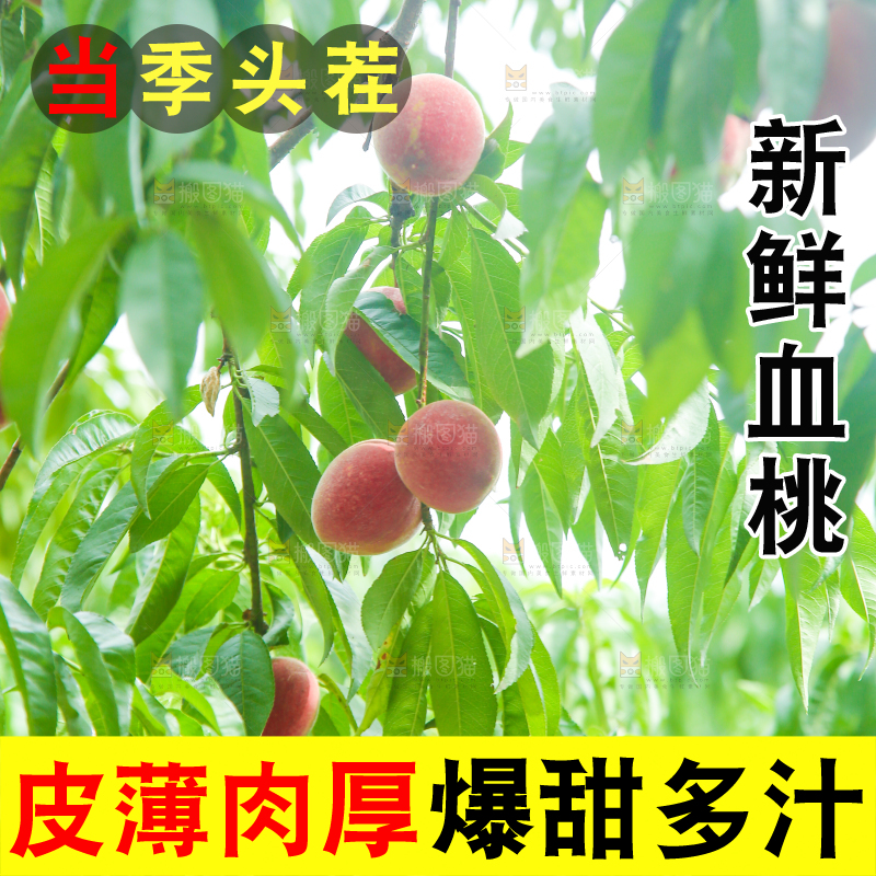一片胭脂红桃子林