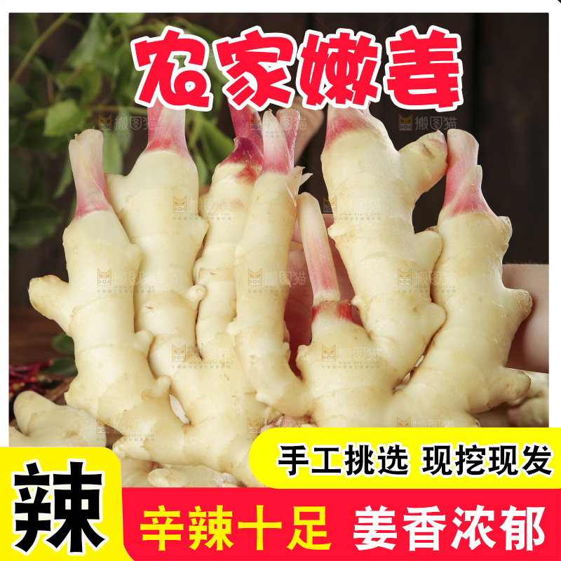 手上拿着的红芽姜