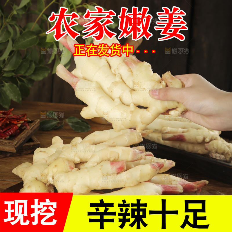手上拿着的红芽姜