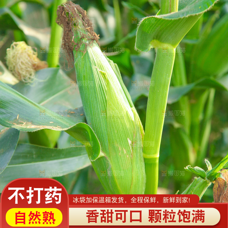 一片玉米地