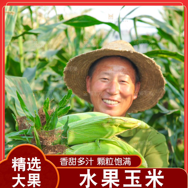 农民手上抱着糯玉米