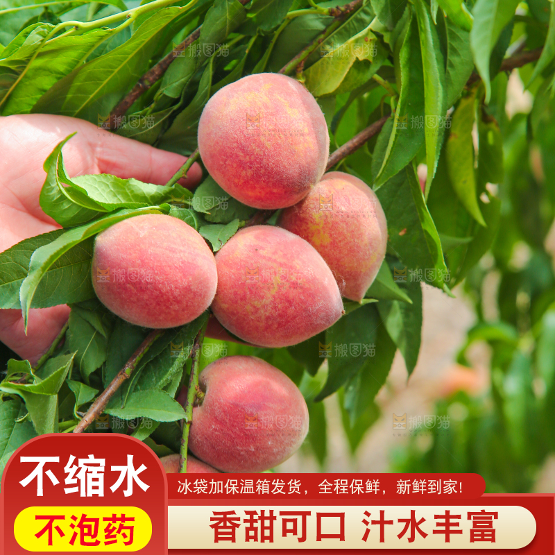 树上结着胭脂红