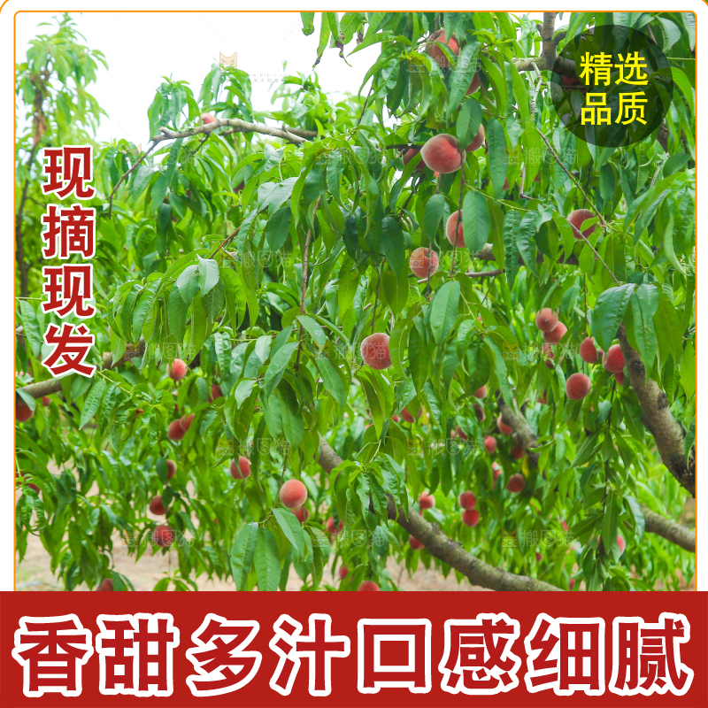 树上结着胭脂红桃