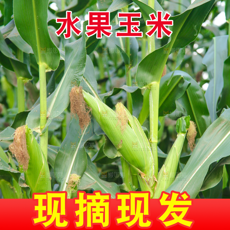 一片玉米地