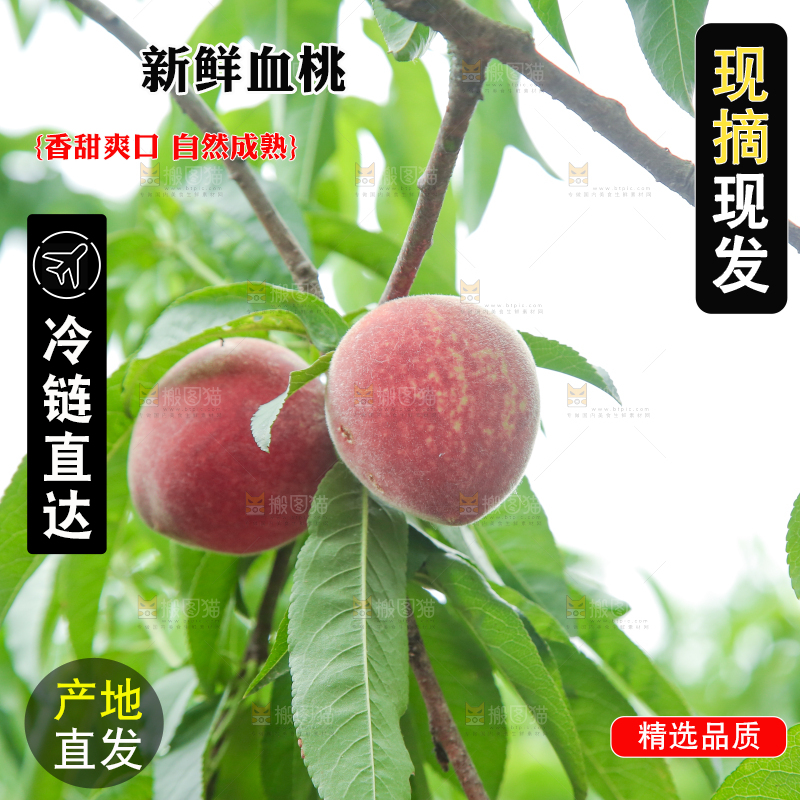 树上结着胭脂红桃子