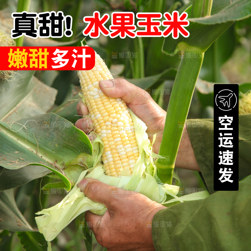 农民正在掰玉米