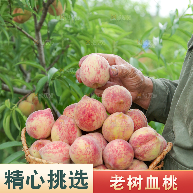 农民手上抱着一筐胭脂红