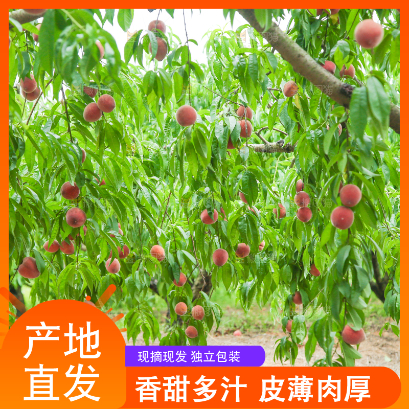 树上结着胭脂红桃