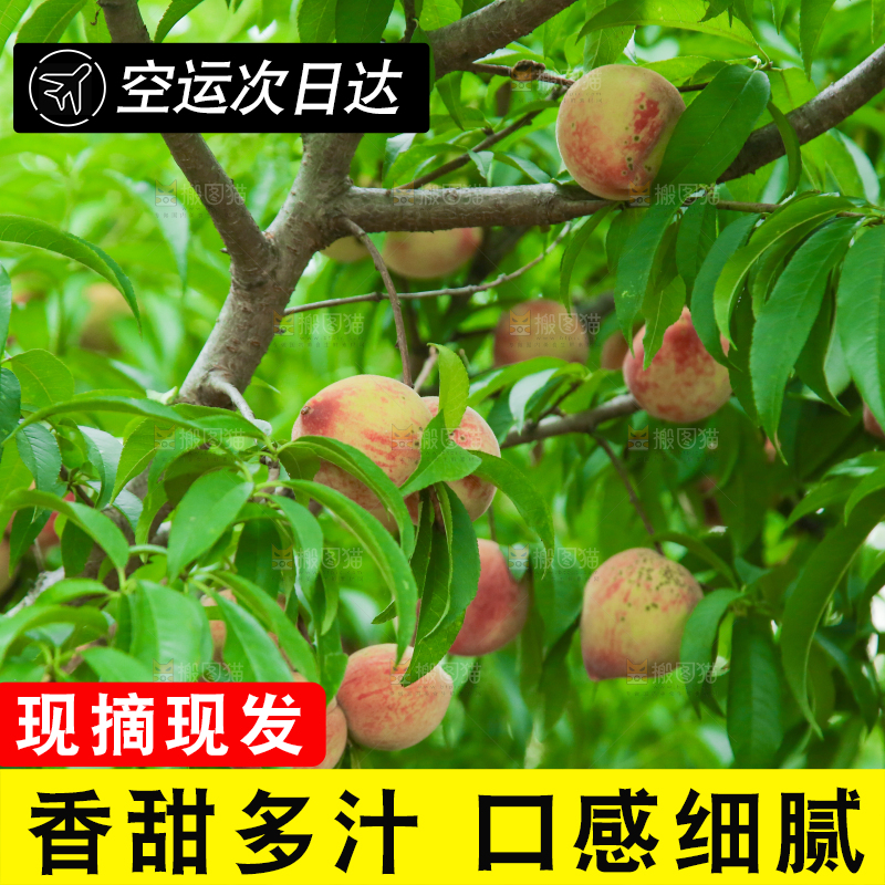 树上结的胭脂红