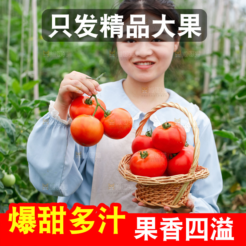 女孩手上拿着沙瓤西红柿