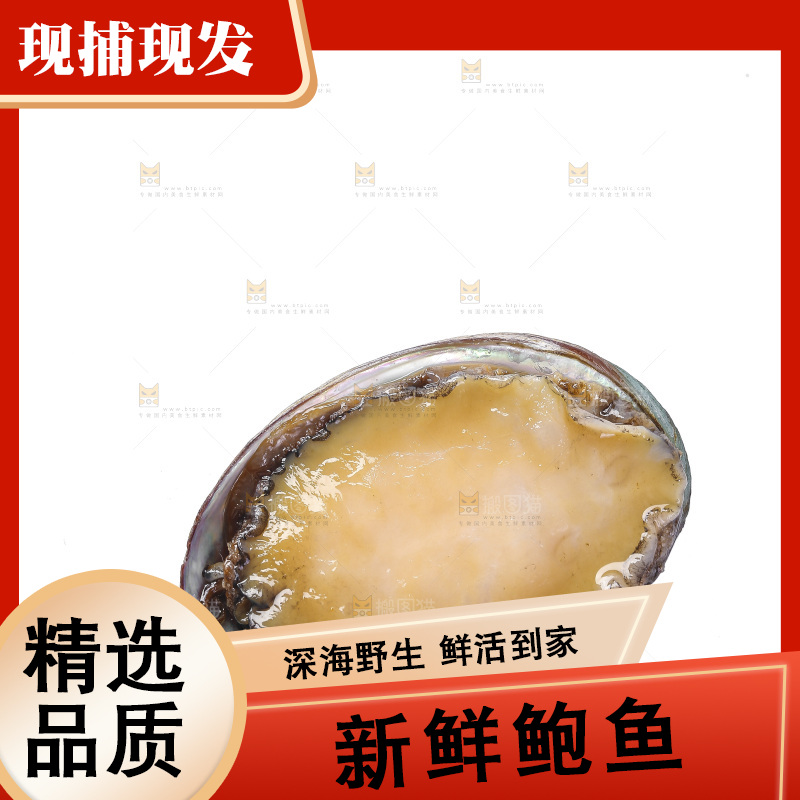 白底上放着鲍鱼