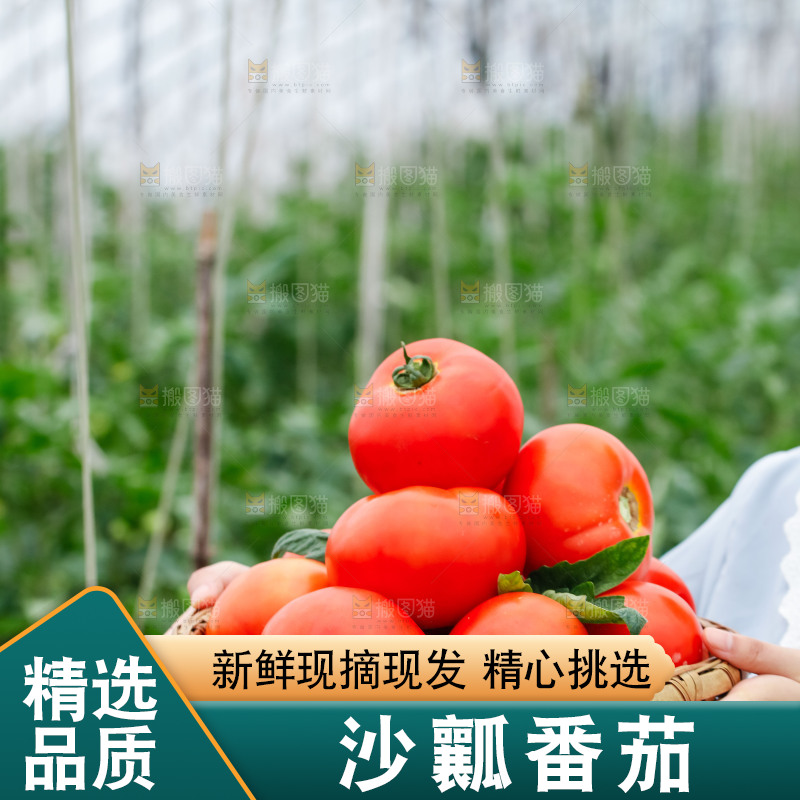 女孩手上端着一篮沙瓤西红柿