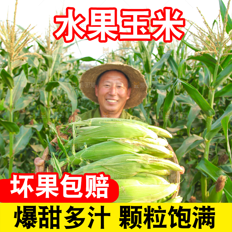 农民抱着一筐玉米