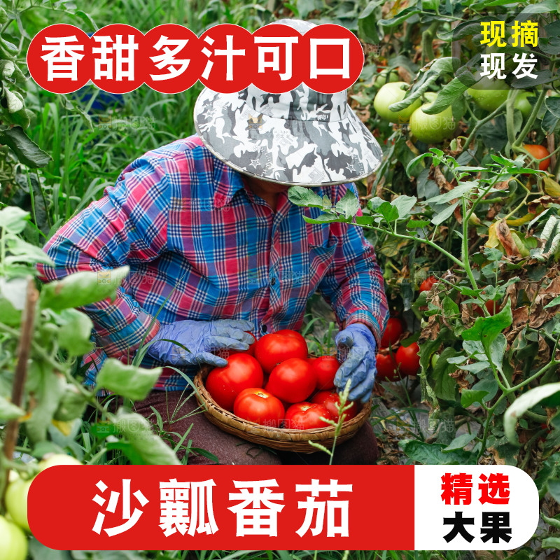 农民正在摘西红柿