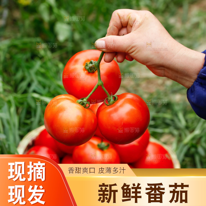 手上拿着西红柿