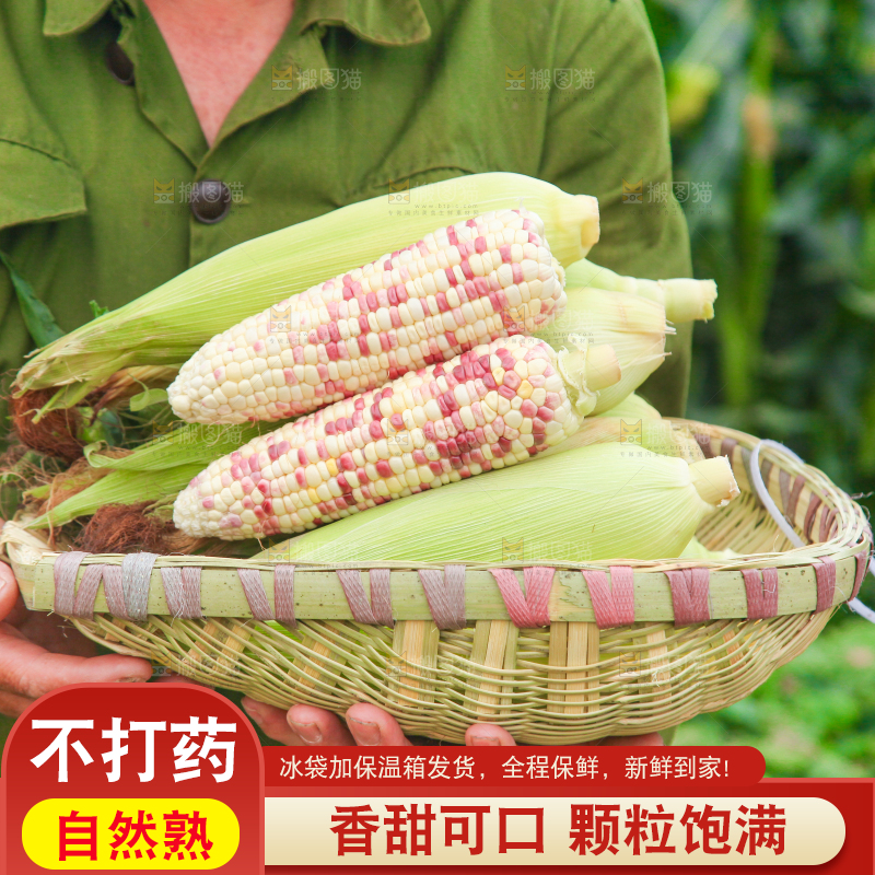 手上端着一筐甜糯玉米