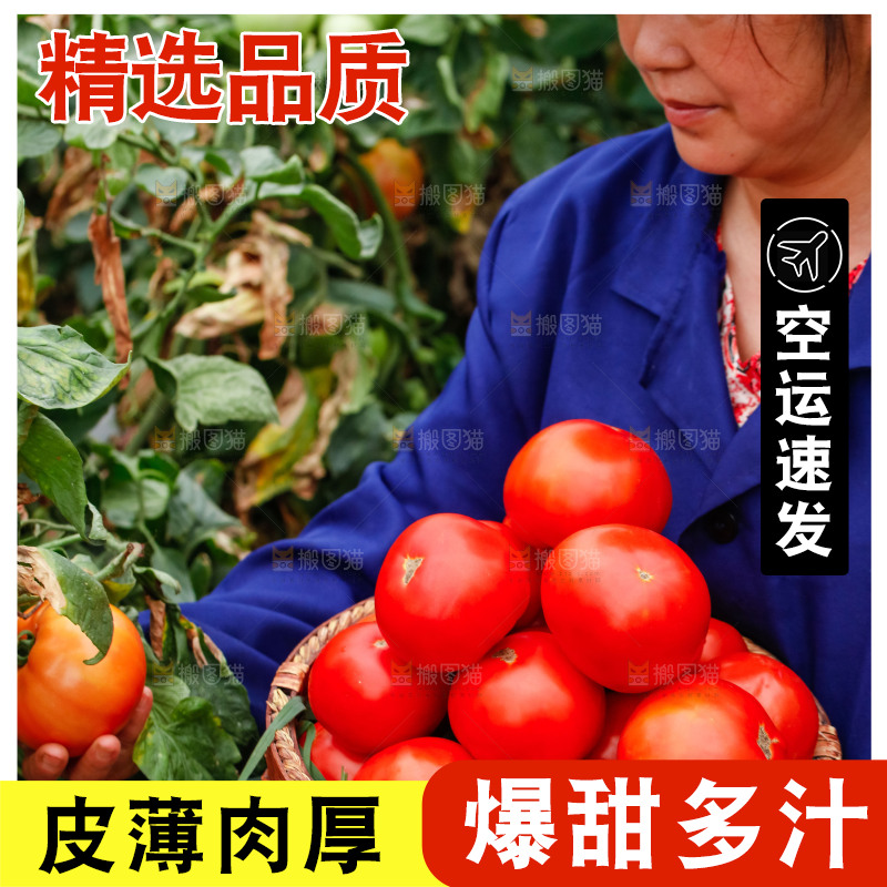 农民抱着一篮沙瓤西红柿