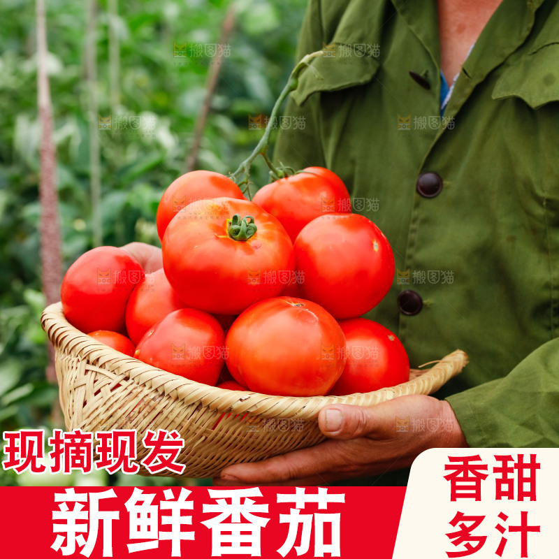 农民抱着一篮沙瓤西红柿