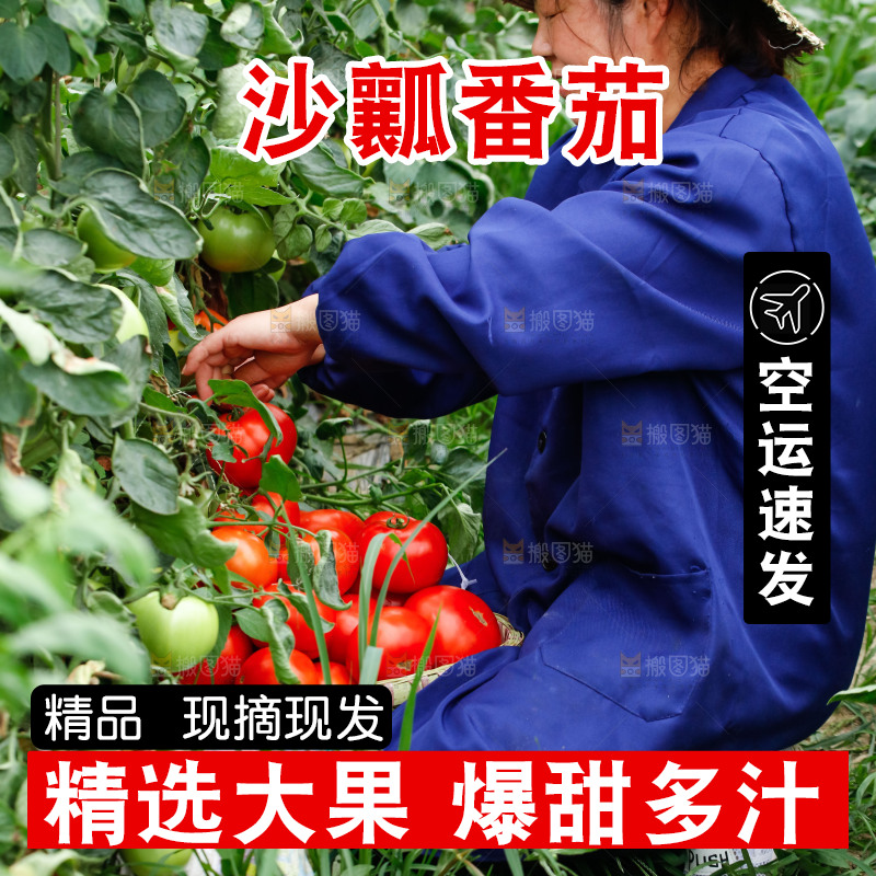 农民正在摘西红柿