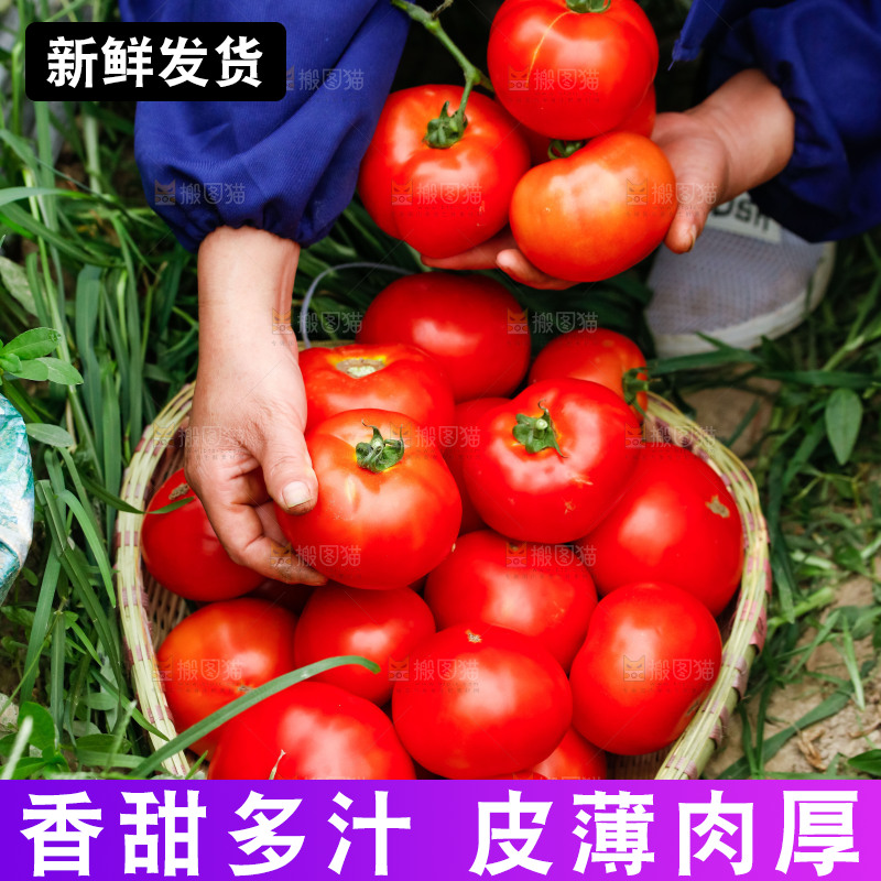 手上捧着西红柿